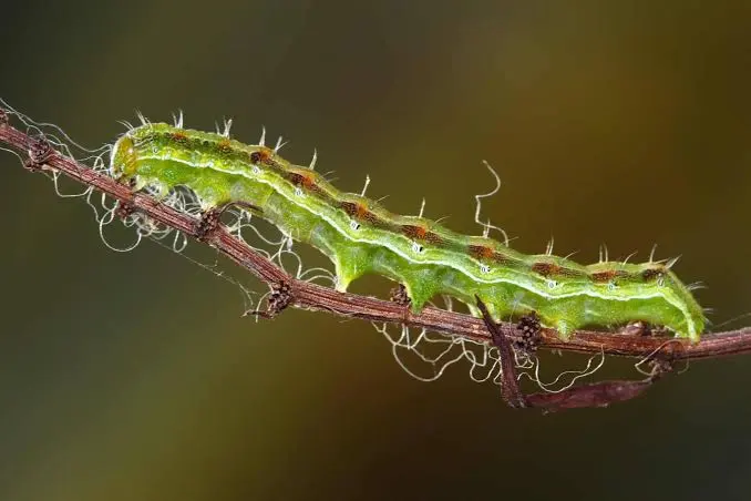 Bollworm