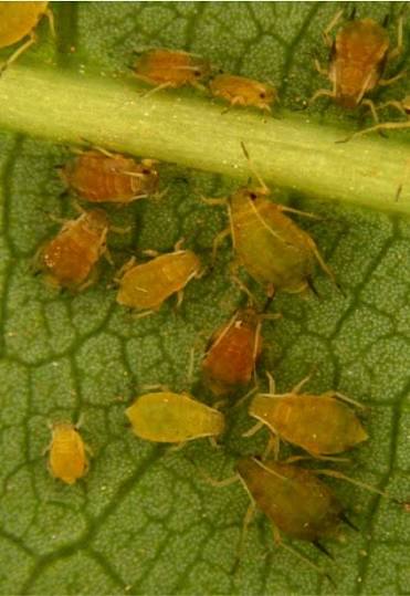 Aphid