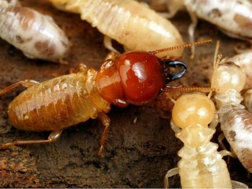 Termite