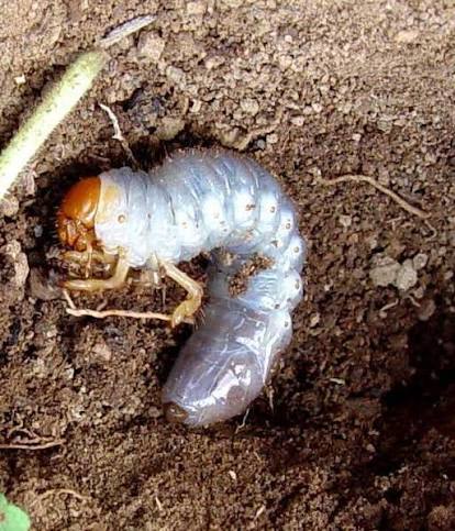 Whitegrub