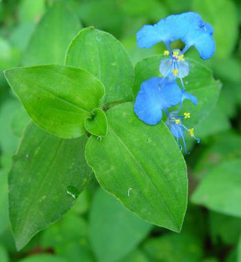 Commelina-benghalensis