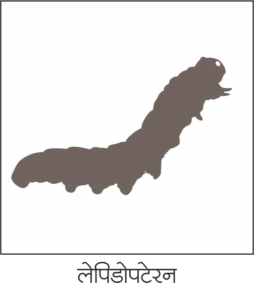 insects